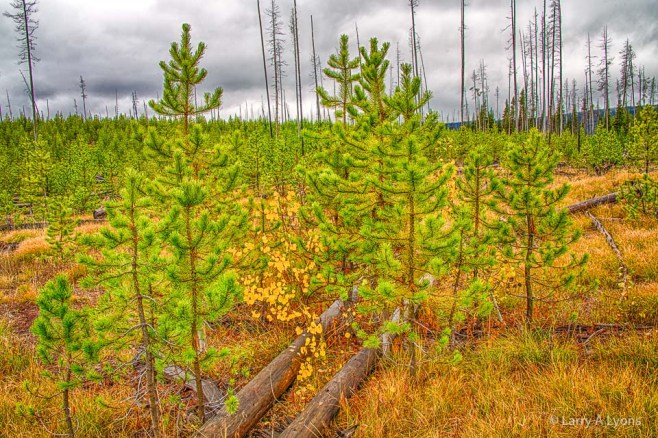 Pine and Aspen Saplings' © Larry A Lyons