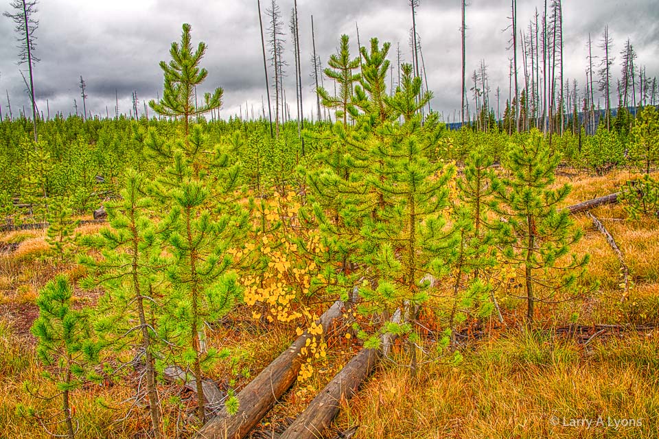 Pine and Aspen Saplings' © Larry A Lyons