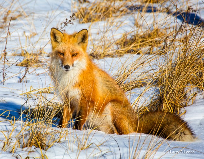 'Do Not Feed Me' © Larry A Lyons