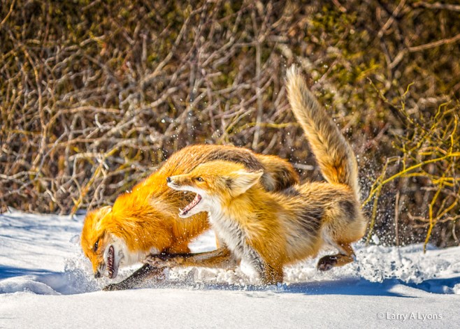 'Dominance' © Larry A Lyons