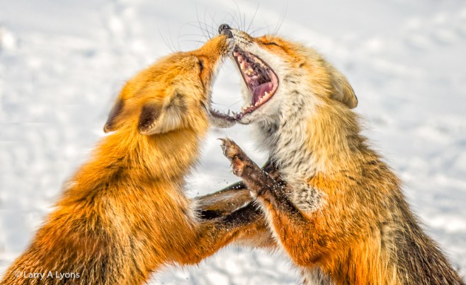 'Foxy Vixens' © Larry A Lyons