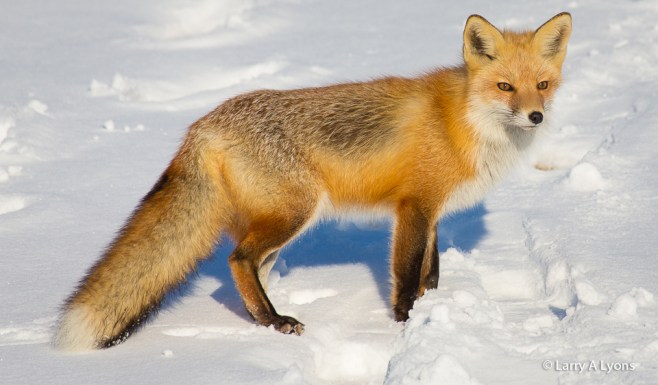 'Oh So Pretty' © Larry A Lyons