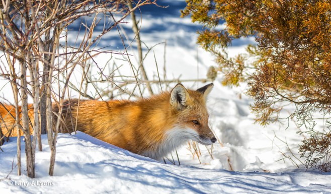 'On The Prowl' © Larry A Lyons