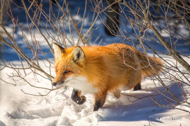 'On The Run' © Larry A Lyons