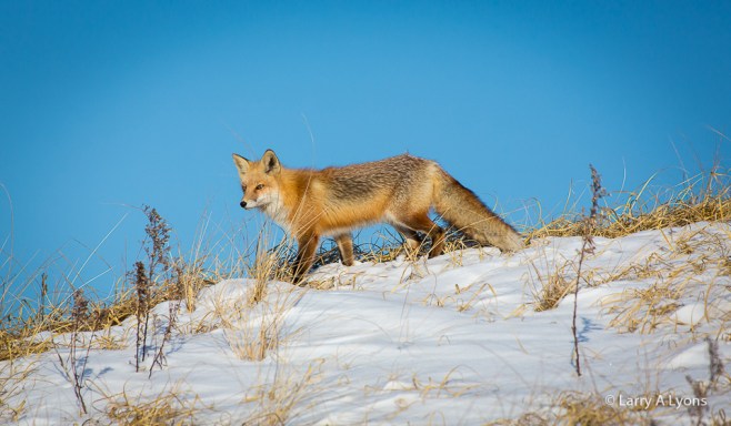 'Red Fox On Snow-Covered Dunes' © Larry A Lyons