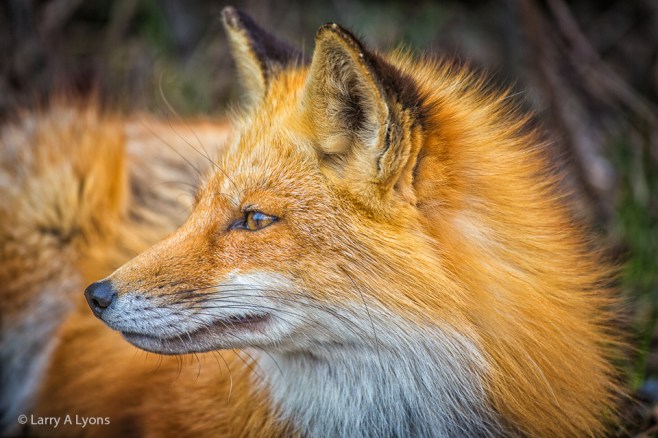 'Red Fox Profile' © Larry A Lyons