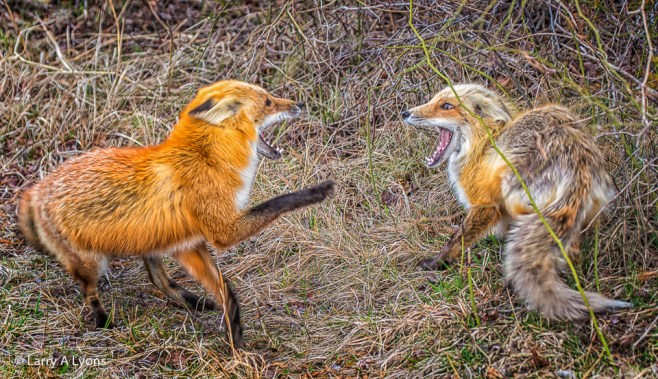 'Submission' © Larry A Lyons