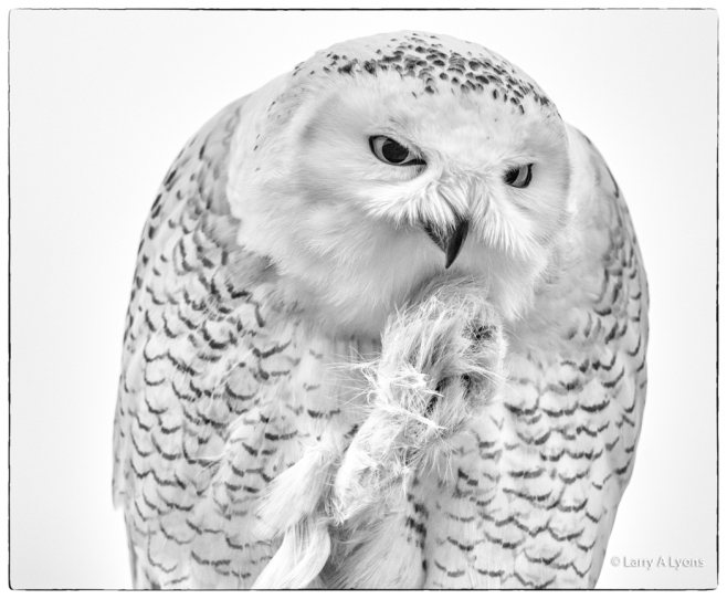 Snowy Owl copyright
