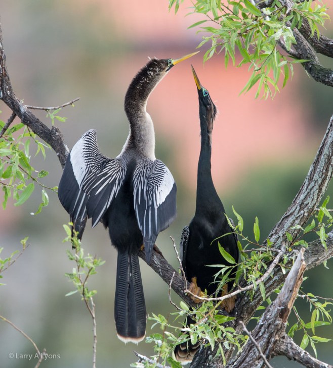 Anhingas Courting