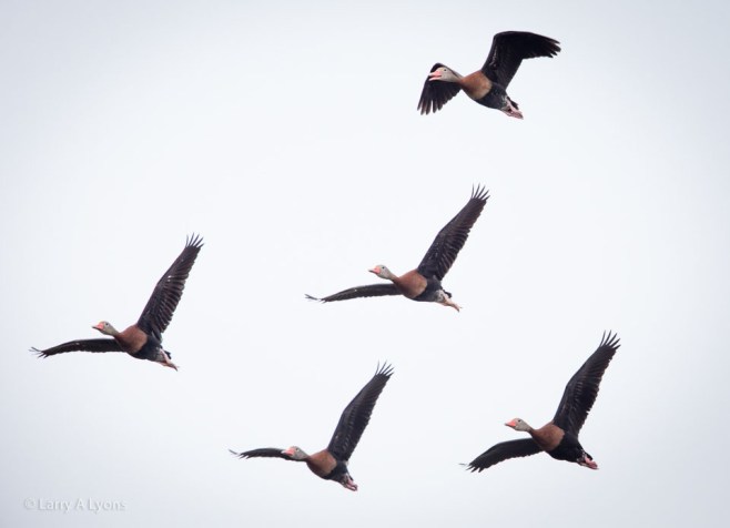 Black-Bellied Whistling Ducks