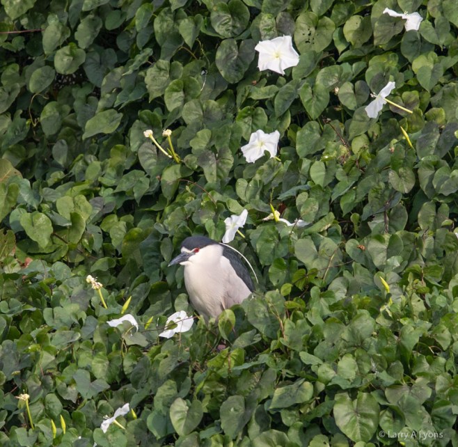 Black-crowned Night Heron