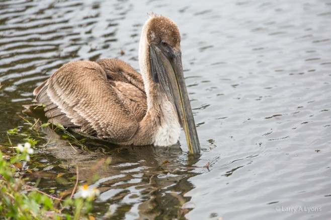 Brown Pelican Draining Pouch