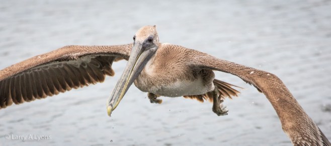 Brown Pelican Inflight