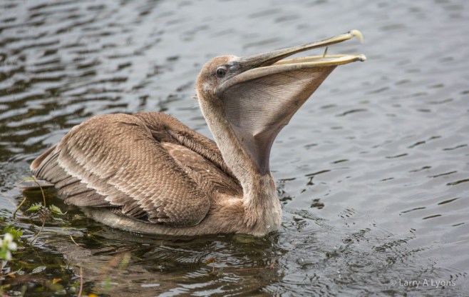 Brown Pelican Swallowing Prey