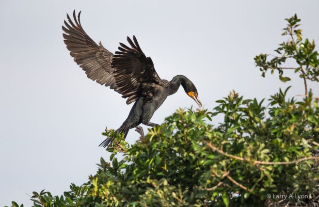 Double-Crested Cormorant