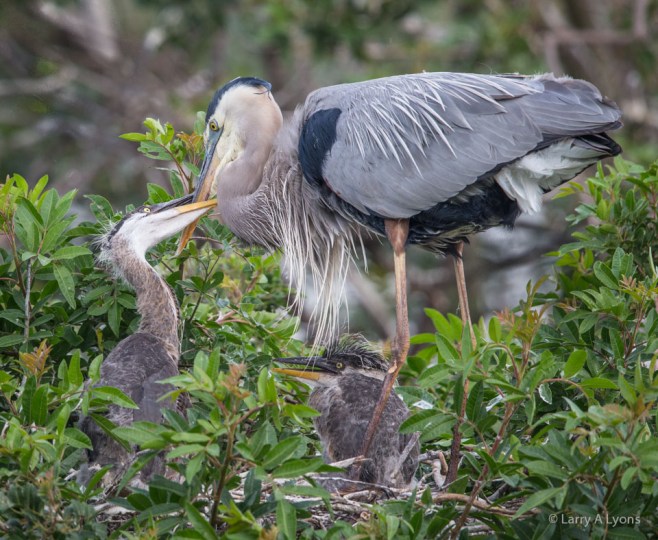 Great Blue Heron Chicks