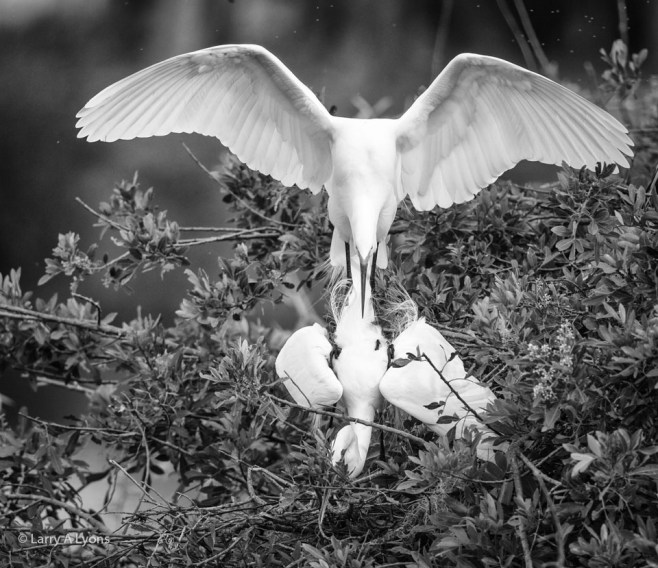 Great Egrets Mating