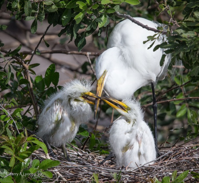 Great Egret Siblings