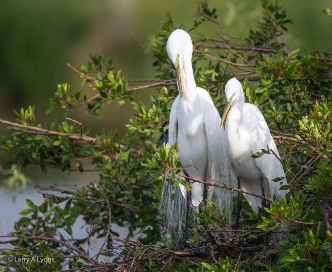 Pair of Great Egrets