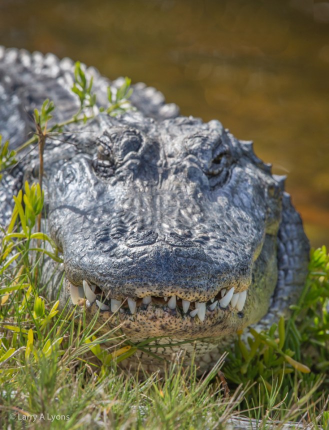 Alligator- I Eat Wings