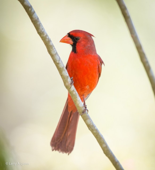 Cardinal