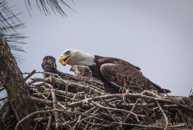 Feeding The Eaglets