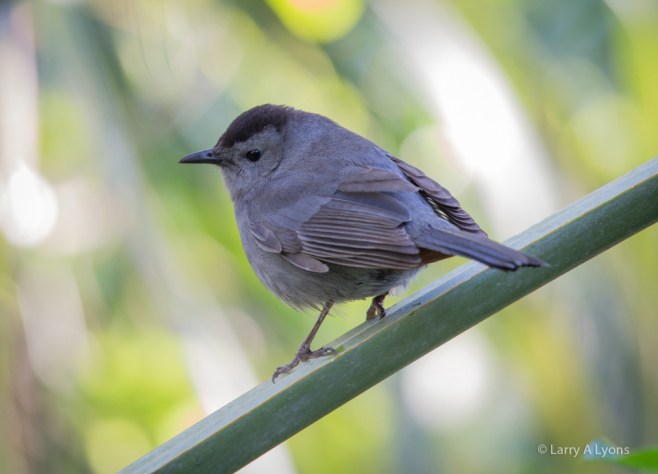 Gray Catbird