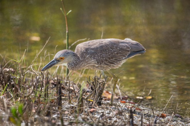 Juvenile Yellow-Crowned Night Heron