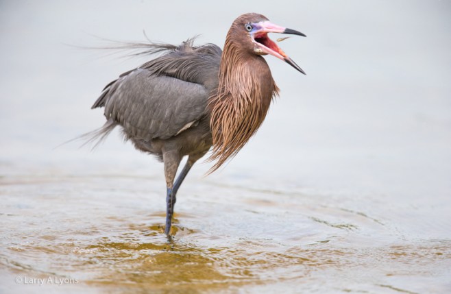 Reddish Egret- Down The Gullet