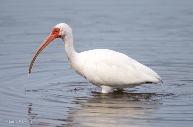 White Ibis