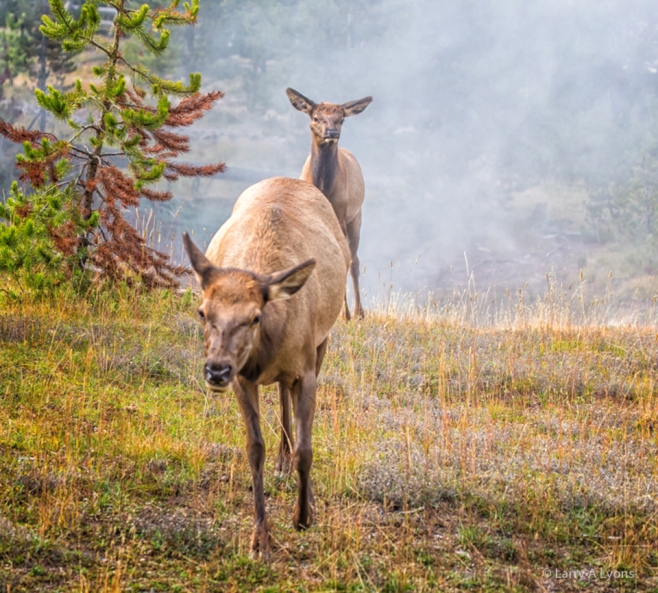 Female Elk and Calf