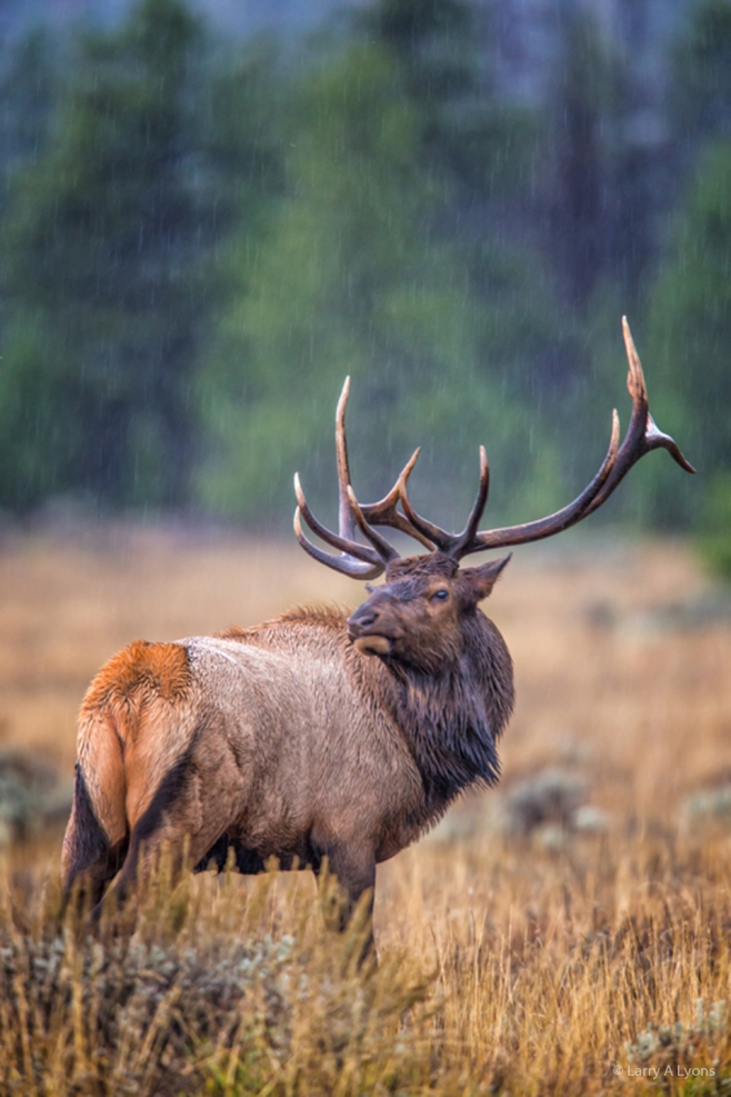 Majestic Elk 2