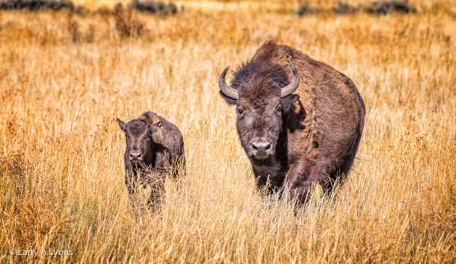 'Mother and Calf Bison' © Larry A Lyons