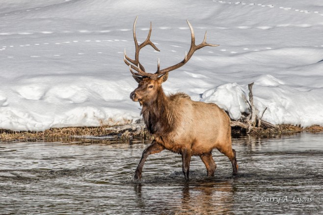 Bull Elk- A Cold Water Stroll
