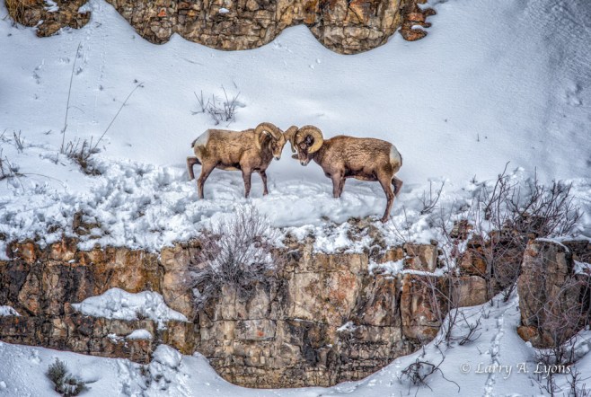 Big Horn Sheep Dueling